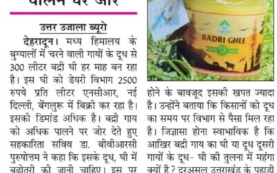 Increased demand for Badri ghee.